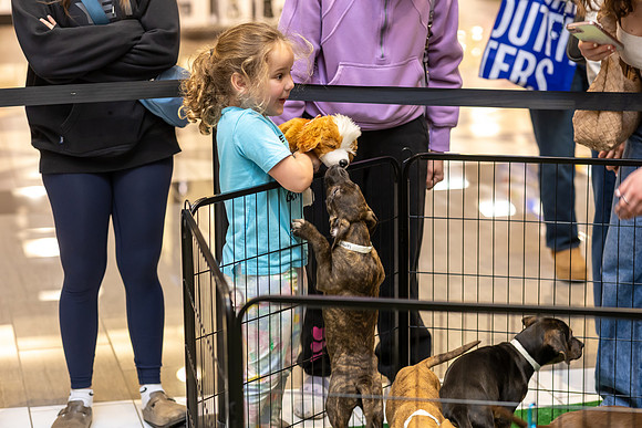 KOP Pet-Adoption2025_0008