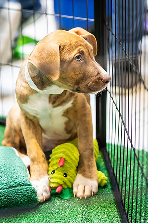 KOP Pet-Adoption2025_0169