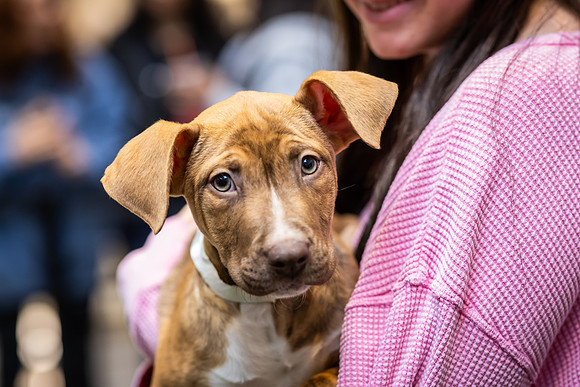 KOP Pet-Adoption2025_0064