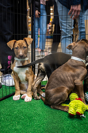 KOP Pet-Adoption2025_0019