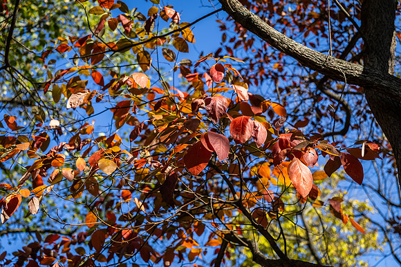 Northwales Park Fall 2024_0027