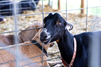 Allentown fair 2025_0012