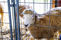 Allentown fair 2025_0017