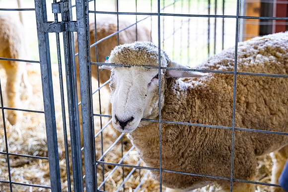 Allentown fair 2025_0017