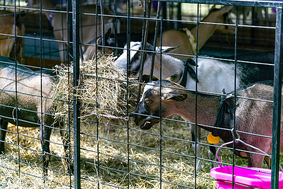 Allentown fair 2025_0021