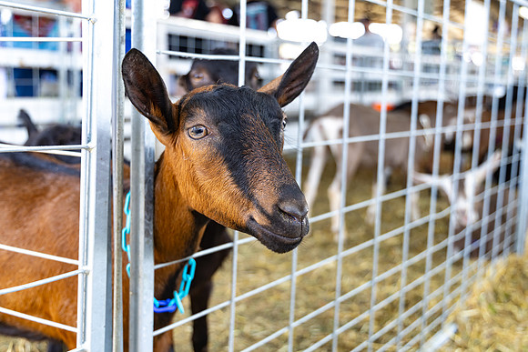 Allentown fair 2025_0029