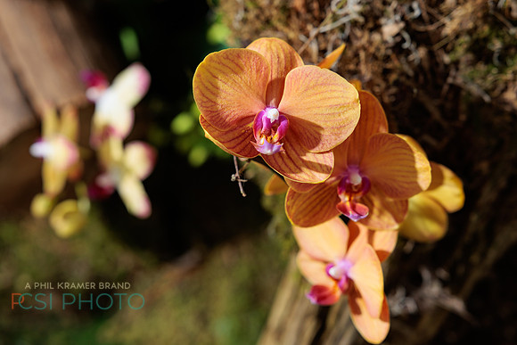 KOP Luxury Event Flower Show0067
