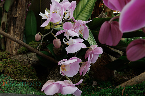 KOP Luxury Event Flower Show0103