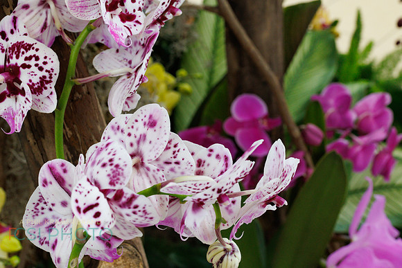 KOP Luxury Event Flower Show0101