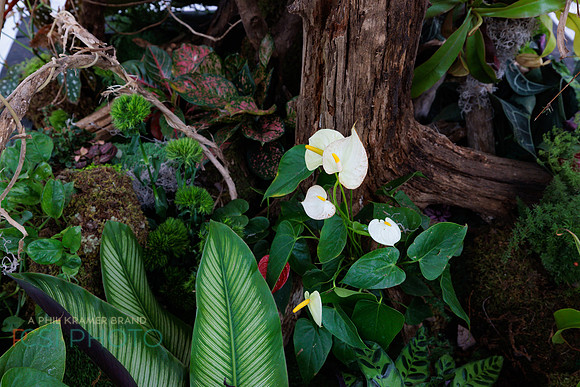 KOP Luxury Event Flower Show0114
