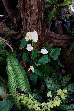 KOP Luxury Event Flower Show0115