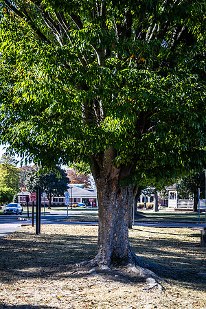 Northwales Park Fall 2024_0043