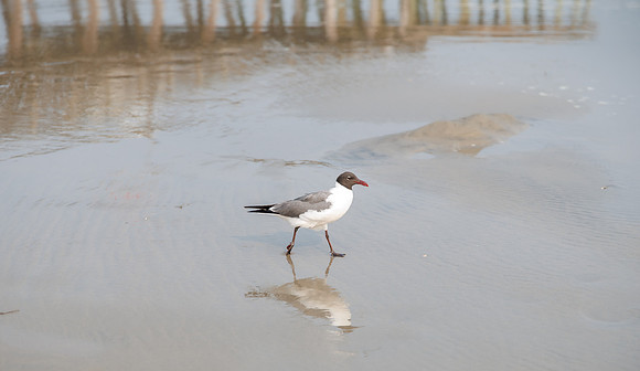 Shore-00422023_