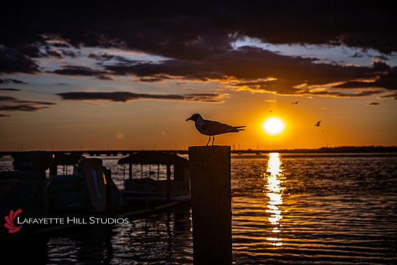 Carr-BD-HL_0055