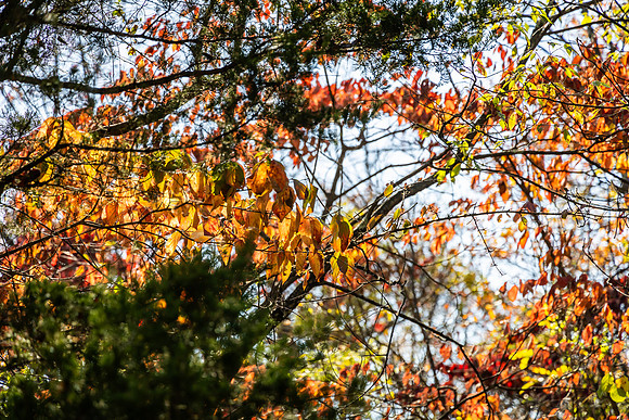 Northwales Park Fall 2024_0020