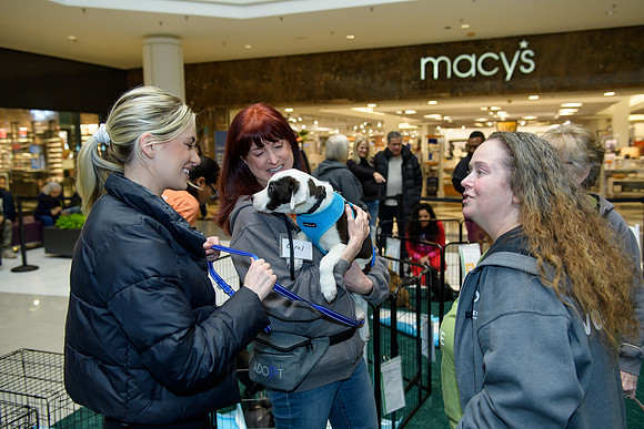 Pet Adoption Day2024_0009