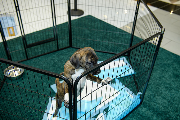 Pet Adoption Day2024_0010