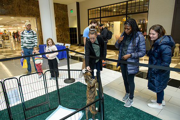 Pet Adoption Day2024_0016