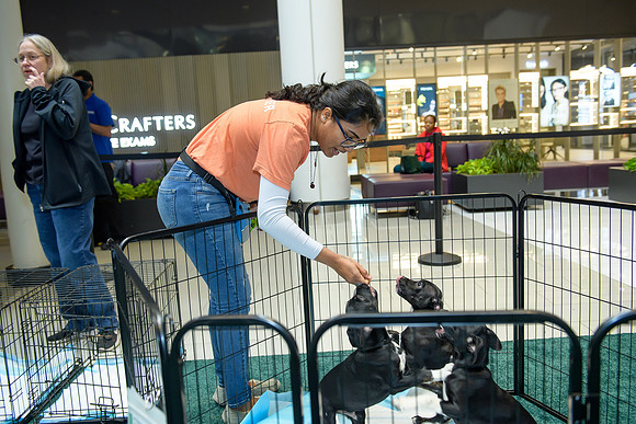 Pet Adoption Day2024_0020