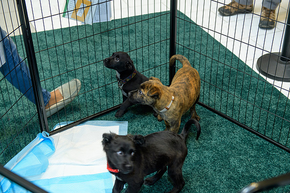 Pet Adoption Day2024_0021