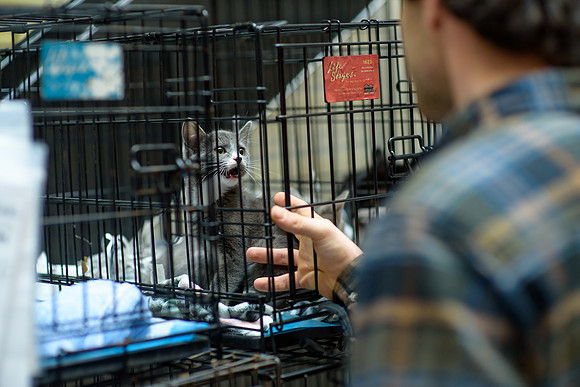 Pet Adoption Day2024_0025