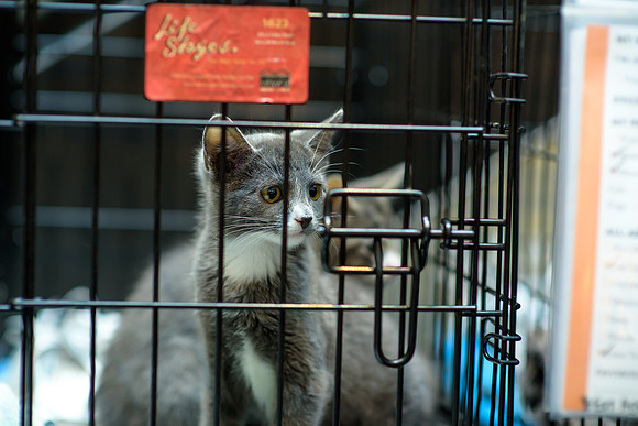 Pet Adoption Day2024_0030