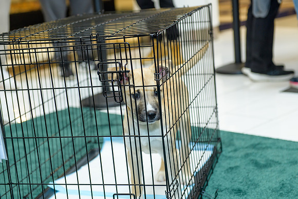 Pet Adoption Day2024_0032