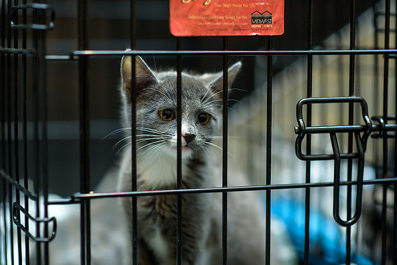 Pet Adoption Day2024_0034