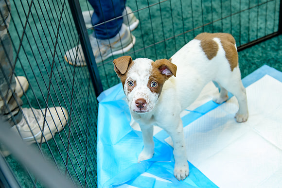 Pet Adoption Day2024_0043