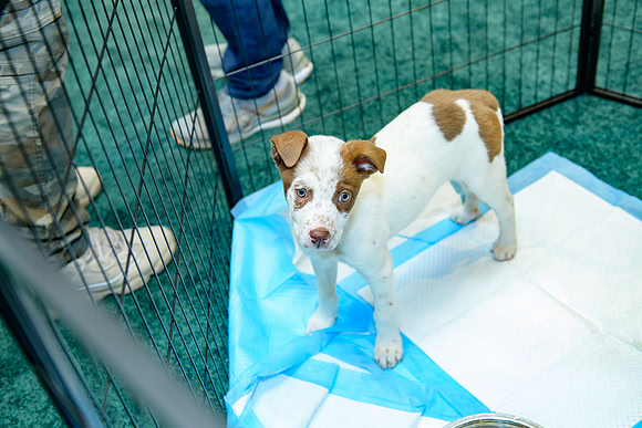 Pet Adoption Day2024_0042