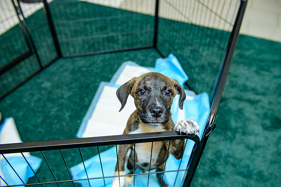 Pet Adoption Day2024_0044