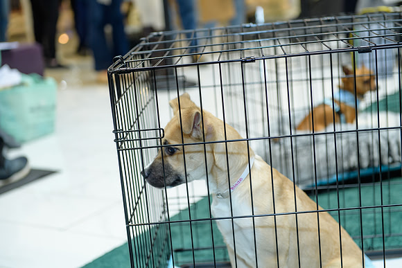 Pet Adoption Day2024_0045