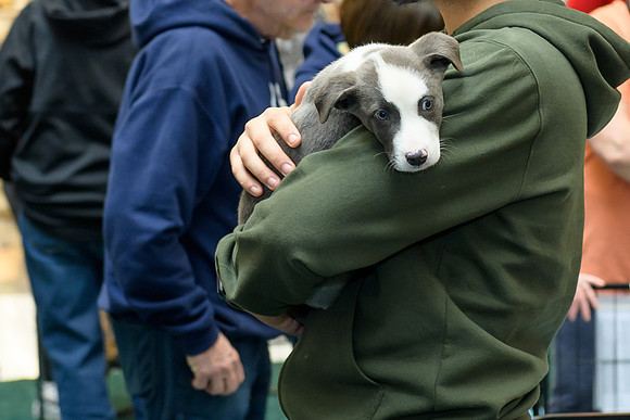 Pet Adoption Day2024_0048