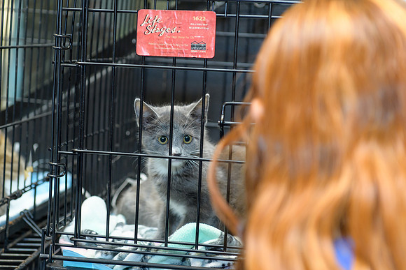 Pet Adoption Day2024_0049