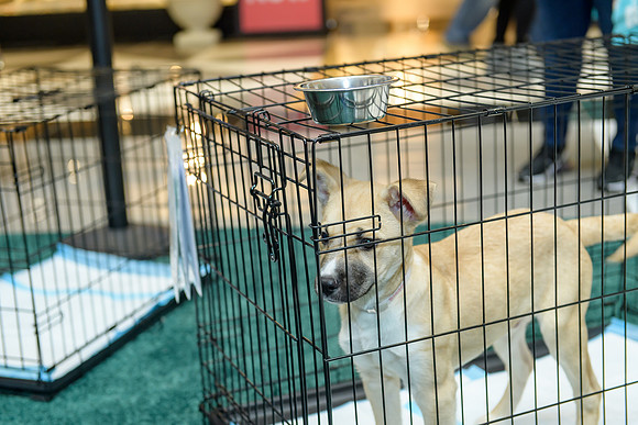 Pet Adoption Day2024_0050