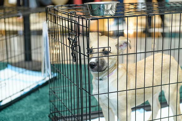 Pet Adoption Day2024_0051