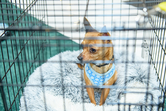 Pet Adoption Day2024_0052