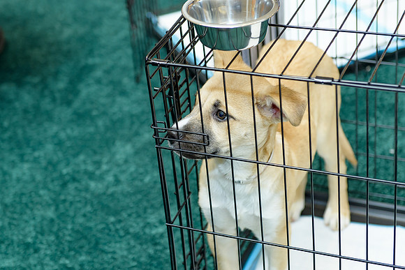 Pet Adoption Day2024_0054