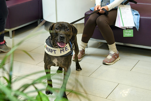 Pet Adoption Day2024_0061