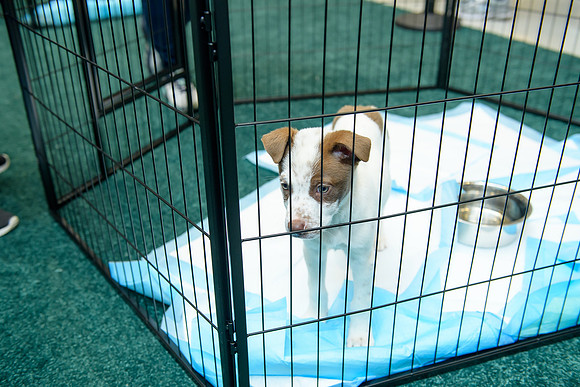 Pet Adoption Day2024_0064