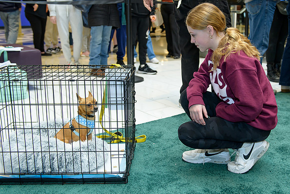 Pet Adoption Day2024_0068