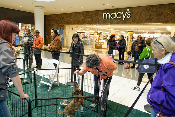 Pet Adoption Day2024_0072