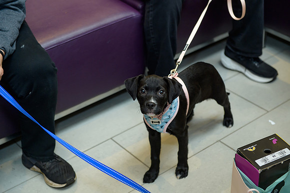 Pet Adoption Day2024_0074