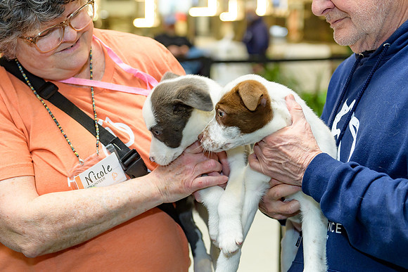 Pet Adoption Day2024_0092
