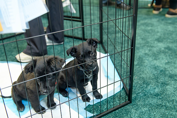 Pet Adoption Day2024_0097