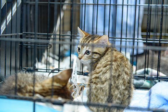Pet Adoption Day2024_0102