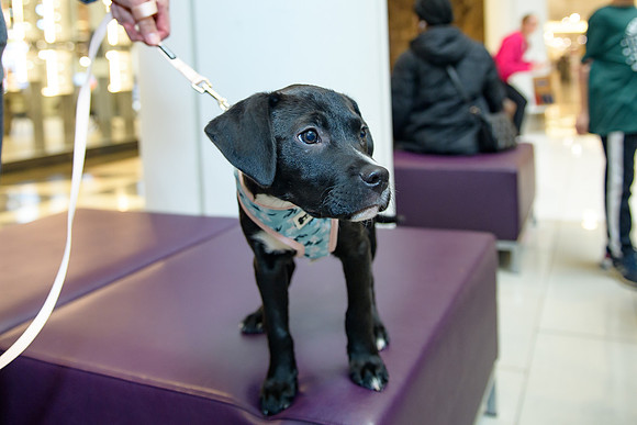 Pet Adoption Day2024_0112