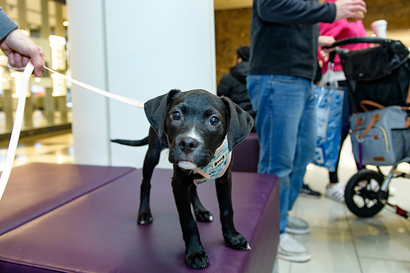 Pet Adoption Day2024_0111