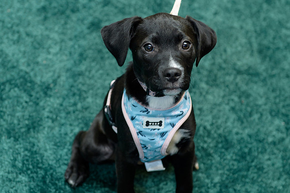 Pet Adoption Day2024_0137