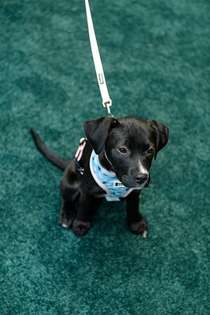 Pet Adoption Day2024_0147